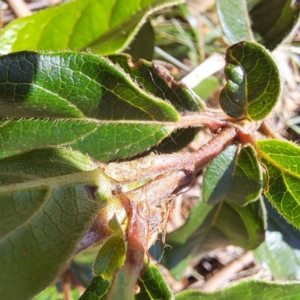 Viburnum tinus at Watson, ACT - 21 Jan 2024