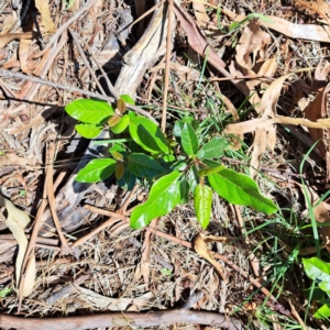 Viburnum tinus at Watson, ACT - 21 Jan 2024 10:20 AM