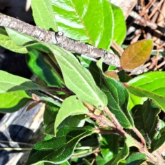 Viburnum tinus at Watson, ACT - 21 Jan 2024 10:20 AM