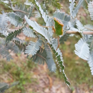 Orthodera ministralis at Mount Majura - 20 Jan 2024