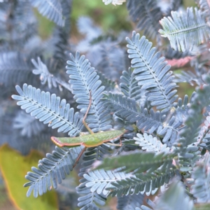 Orthodera ministralis at Mount Majura - 20 Jan 2024