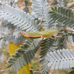 Orthodera ministralis at Mount Majura - 20 Jan 2024