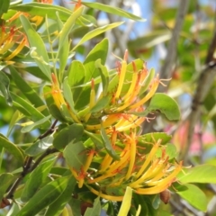 Unidentified Climber or Mistletoe at Avoca, QLD - 19 Jan 2024 by Gaylesp8