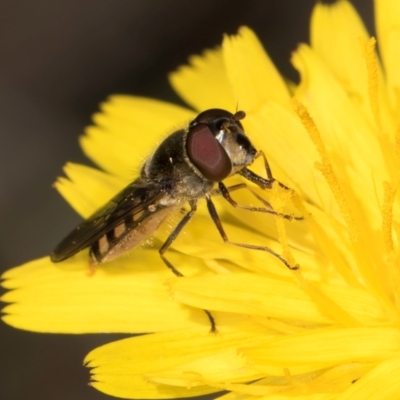 Melangyna viridiceps (Hover fly) at Blue Devil Grassland, Umbagong Park (BDG) - 20 Jan 2024 by kasiaaus