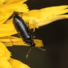 Dasytinae (subfamily) (Soft-winged flower beetle) at Umbagong District Park - 20 Jan 2024 by kasiaaus