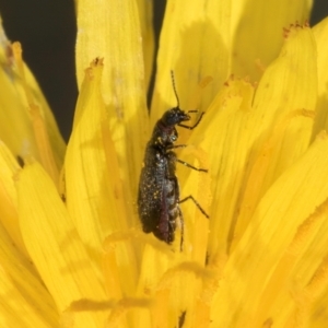 Dasytinae (subfamily) at Latham, ACT - 21 Jan 2024