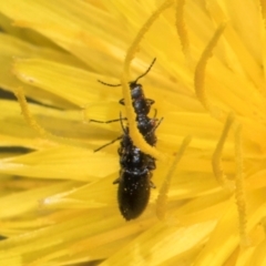 Dasytinae (subfamily) at Latham, ACT - 21 Jan 2024