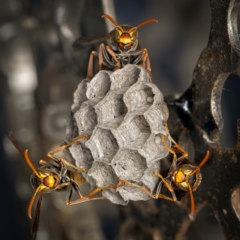 Polistes (Polistella) humilis (Common Paper Wasp) at Weston, ACT - 21 Jan 2024 by Kenp12