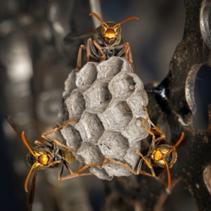 Polistes (Polistella) humilis at Weston, ACT - 21 Jan 2024