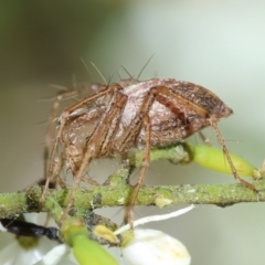 Oxyopes sp. (genus) (Lynx spider) at Hughes, ACT - 18 Jan 2024 by LisaH
