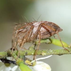 Oxyopes sp. (genus) at Red Hill to Yarralumla Creek - 18 Jan 2024