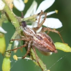 Oxyopes sp. (genus) at Red Hill to Yarralumla Creek - 18 Jan 2024