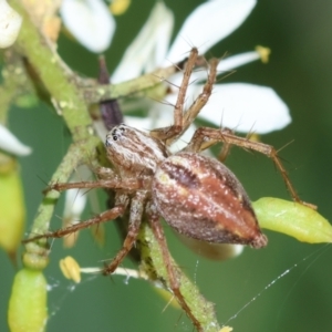 Oxyopes sp. (genus) at Red Hill to Yarralumla Creek - 18 Jan 2024 11:42 AM