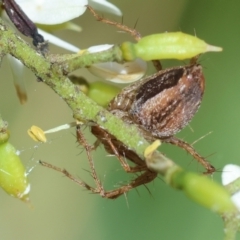 Oxyopes sp. (genus) at Red Hill to Yarralumla Creek - 18 Jan 2024