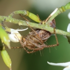 Oxyopes sp. (genus) at Red Hill to Yarralumla Creek - 18 Jan 2024 11:42 AM