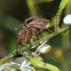 Oxyopes sp. (genus) at Red Hill to Yarralumla Creek - 18 Jan 2024