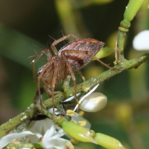 Oxyopes sp. (genus) at Red Hill to Yarralumla Creek - 18 Jan 2024