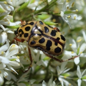 Neorrhina punctata at Red Hill to Yarralumla Creek - 18 Jan 2024