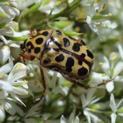 Neorrhina punctatum (Spotted flower chafer) at Red Hill to Yarralumla Creek - 18 Jan 2024 by LisaH