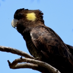 Zanda funerea (Yellow-tailed Black-Cockatoo) at Red Hill Nature Reserve - 21 Jan 2024 by LisaH