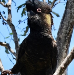 Zanda funerea at Red Hill Nature Reserve - 21 Jan 2024 11:46 AM