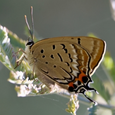 Jalmenus ictinus (Stencilled Hairstreak) at Red Hill Nature Reserve - 21 Jan 2024 by LisaH