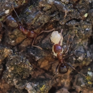 Papyrius sp. (genus) at Red Hill, ACT - 21 Jan 2024