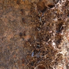 Papyrius sp. (genus) at Red Hill, ACT - suppressed