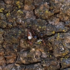 Papyrius sp. (genus) at Red Hill, ACT - 21 Jan 2024