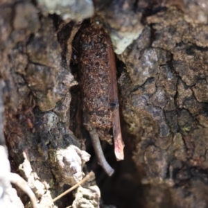 Papyrius sp. (genus) at Red Hill, ACT - suppressed