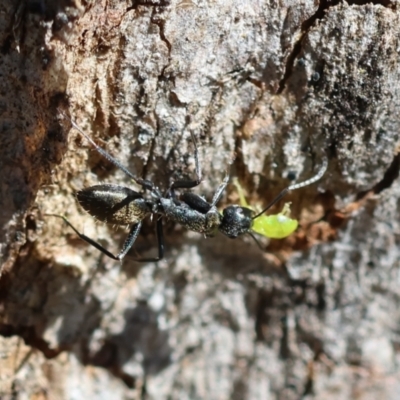 Camponotus aeneopilosus (A Golden-tailed sugar ant) at Deakin, ACT - 21 Jan 2024 by LisaH