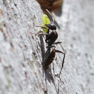 Camponotus aeneopilosus at Red Hill Nature Reserve - 21 Jan 2024