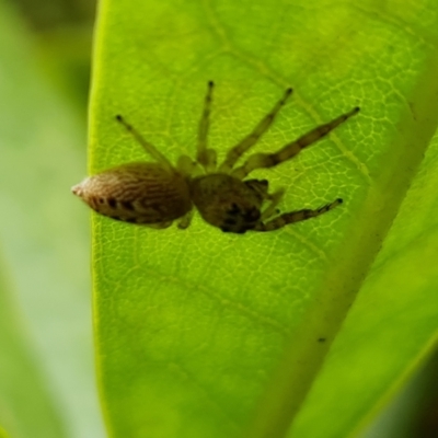 Opisthoncus sexmaculatus (Six-marked jumping spider) at Isaacs, ACT - 20 Jan 2024 by Mike