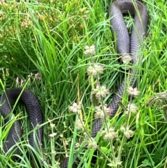 Pseudonaja textilis (Eastern Brown Snake) at Mount Ainslie - 20 Jan 2024 by RussA