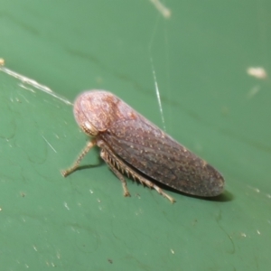 Rhotidoides punctivena at Flynn, ACT - 20 Jan 2024 03:17 PM