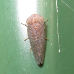 Rhotidoides punctivena at Flynn, ACT - 20 Jan 2024 03:17 PM