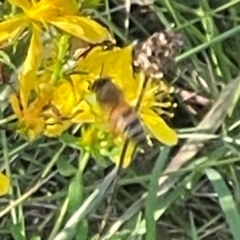 Apis mellifera (European honey bee) at Red Hill Nature Reserve - 20 Jan 2024 by JamonSmallgoods