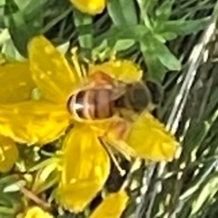 Apis mellifera at Red Hill NR (RED) - 21 Jan 2024