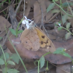Heteronympha merope (Common Brown Butterfly) at Monga National Park - 21 Jan 2024 by MatthewFrawley
