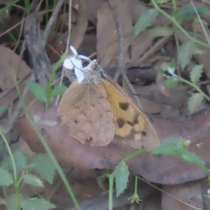 Heteronympha merope at Monga National Park - 21 Jan 2024 03:43 PM