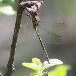 Hemicordulia australiae at Flynn, ACT - 19 Jan 2024 12:16 PM