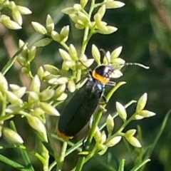 Chauliognathus lugubris (Plague Soldier Beetle) at Red Hill Nature Reserve - 20 Jan 2024 by JamonSmallgoods