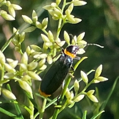 Chauliognathus lugubris (Plague Soldier Beetle) at Red Hill Nature Reserve - 20 Jan 2024 by JamonSmallgoods