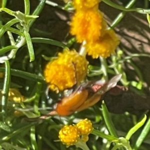 Cryptocephalinae (sub-family) at Red Hill NR (RED) - 21 Jan 2024