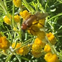 Cryptocephalinae (sub-family) at Red Hill NR (RED) - 21 Jan 2024