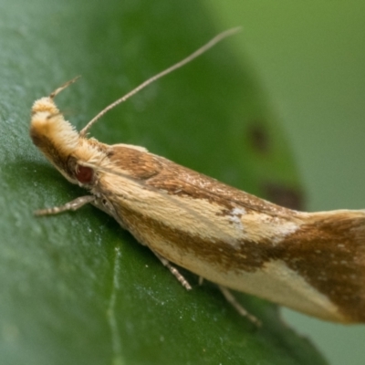 Thema psammoxantha (A concealer moth) at Duffy, ACT - 19 Jan 2024 by patrickcox