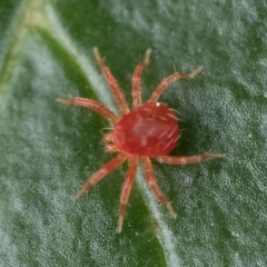 Anystidae (family) (Unidentified anystid mite) at Duffy, ACT - 20 Jan 2024 by patrickcox