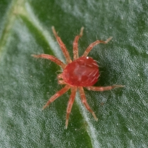 Anystidae (family) at Duffy, ACT - 20 Jan 2024