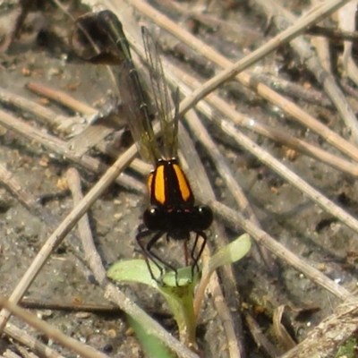 Nososticta solida (Orange Threadtail) at Stony Creek - 20 Jan 2024 by Christine