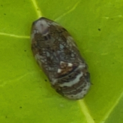 Unidentified Leafhopper or planthopper (Hemiptera, several families) at Darlington, NSW - 21 Jan 2024 by Hejor1